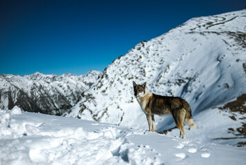 Wolf in the mountains. Dog in the mountains. Snow Wolf. Mountain animals.