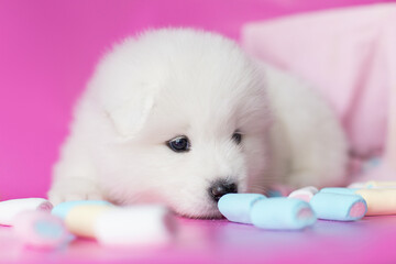 samoyed puppy dog and marshmallow on pink background © Krystsina