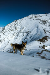 Wolf in the mountains. Dog in the mountains. Snow Wolf. Mountain animals.