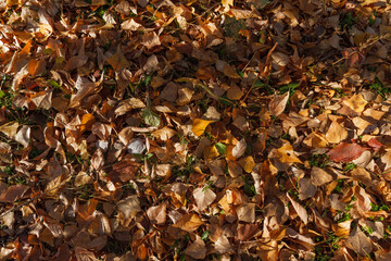 Autumn golden leaves. Colourful and bright background made of fallen autumn leaves.