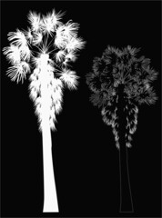two palm tree silhouettes on black