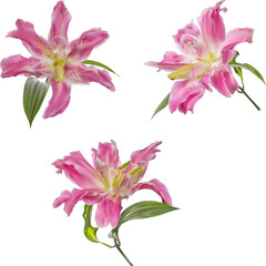 three isolated lily light pink fine blooms