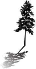 black one pine high silhouette with grey shadow