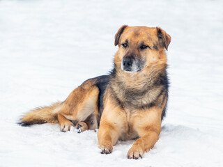 A large brown dog lies in the snow in winter