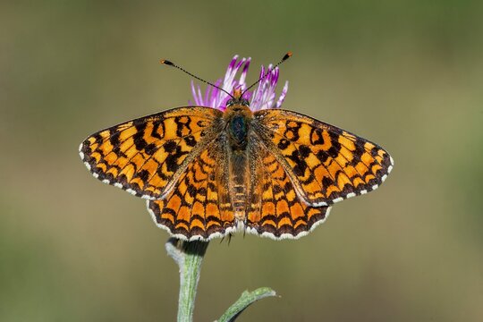 Day butterfly perched on flower, Melitaea phoebe