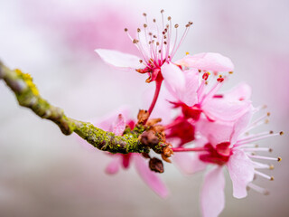 Prunus en fleurs