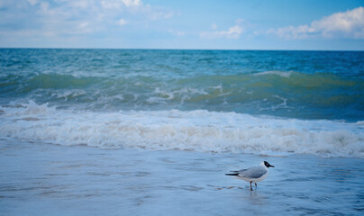 seagull at sand beach in cold winter day. Silver gull with blach head on the shore
