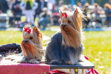 Two small shaggy dogs breed Yorkshire Terrier with red bows sitting in the park on a table in sunny weather