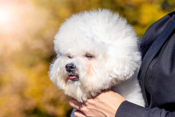 Small white fluffy dog breed Bichon Frize in the mistress in his arms
