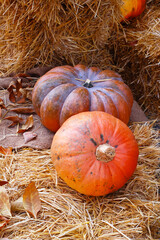 Halloween. Autumn. October. Harvest. Pumpkins.