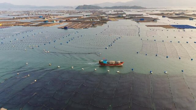 Sea weed farm of Xiapu, Fujian province, China (aerial photography)