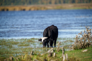 wild prairy cows eating grass in pasture