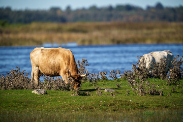wild prairy cows eating grass in pasture