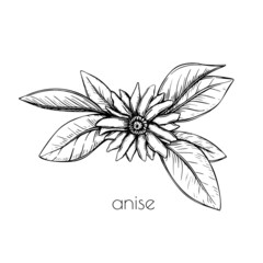 Hand drawn set with anise sketch flower star. Spring vector outline drawing illustration. Floral botanical cooking food.