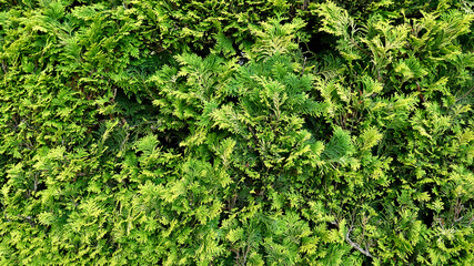 Green cypress wall background texture