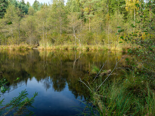 wild forest river stream in autumn woodland covered with old tree trunks