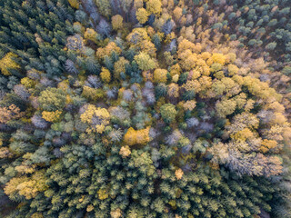 autumn forest view from drone camera