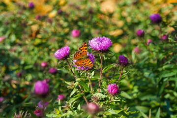purple autumn flowers on green background