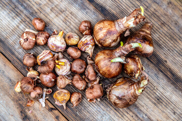 crocus and daffodil bulbs ready for autumn planting