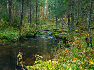 Obraz premium wild forest river stream in autumn woodland covered with old tree trunks