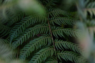 Green fern leaf deep in the forest