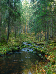 wild forest river stream in autumn woodland covered with old tree trunks