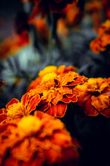 Awesome  photography with flower in my garden in autumn view