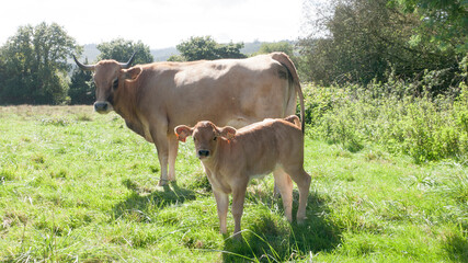 Vaca y ternera marrones descansando en pradera verde