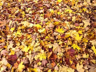 Beautiful and varied yellow leaf colors on trees and bushes in autumn