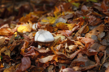 Champignon in the foliage of an autumn forest