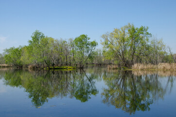 A row of trees reflected on still water at Brazos Bend State Park in Texas.