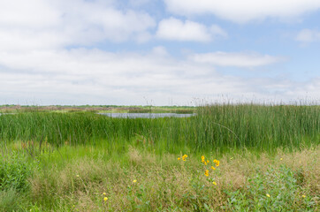 Brazoria National Wildlife Refuge is a wetland area in South Texas. - obrazy, fototapety, plakaty