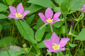 Fototapeta premium Pink Texas star blooms growing in a meadow.
