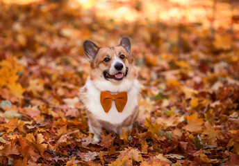  corgi dog puppy sits among fallen leaves in autumn sunny park
