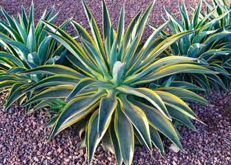Agave weberi known as Maguey liso or Weber agave in the garden of Tenerife,Canary Islands,Spain....