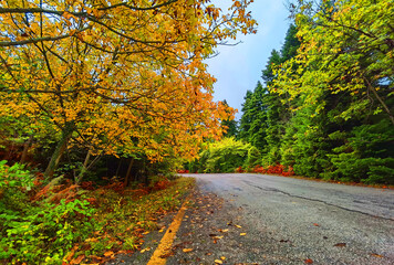 Naklejka premium road in the forest of fires in mountain tzoumerka arta perfecture greece in autumn