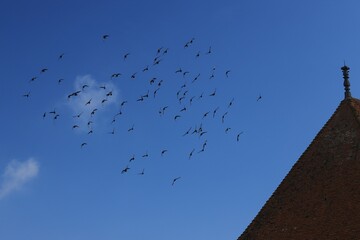 Fototapeta na wymiar vol de pigeons