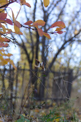 autumn leaves in the forest