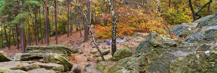 scenic panorama down a rocky hill with mixed forest of birch, pine and beech in beautiful autumn foliage - location: Dörenther Klippen, Teutoburger Wald (Germany)