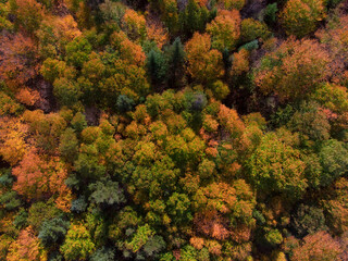 Autumn colored forest canopy from above