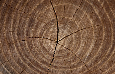 Naklejka premium wood background. Old wooden oak tree cut surface. Detailed warm dark brown and orange tones of a felled tree trunk or stump. Rough organic texture of tree rings with close up of end grain. 