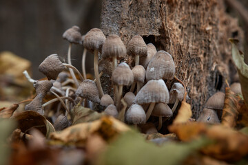 A meadow of mushrooms in the forest. Poisonous mushrooms under the tree, plants, hat, danger