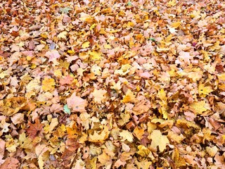 Beautiful and varied yellow leaf colors on trees and bushes in autumn