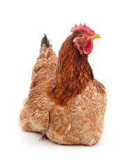 One sitting brown chicken.