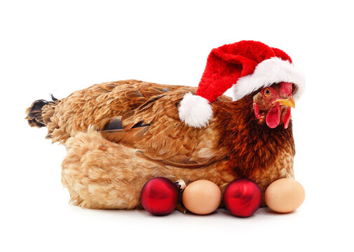 Chicken in a Santa hat with eggs and christmas balls.