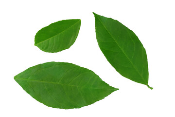Lemon lime leaves isolated on a white background