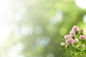 Beautiful blooming clover flowers on blurred background, bokeh effect. Space for text