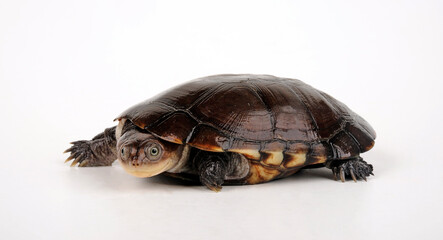 Obraz premium West African Black Forest Turtle // Schwarze Pelomedusenschildkröte (Pelusios niger)