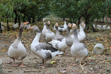 group of geese