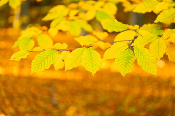 nature backdrop with autumn leaves yellow color closeup, copy space, autumn